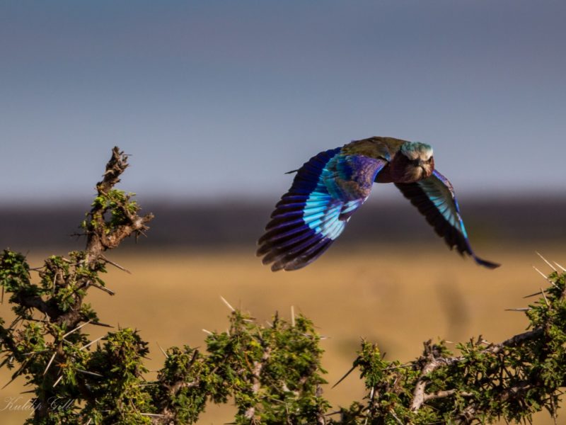 Lilac Breasted Roller
