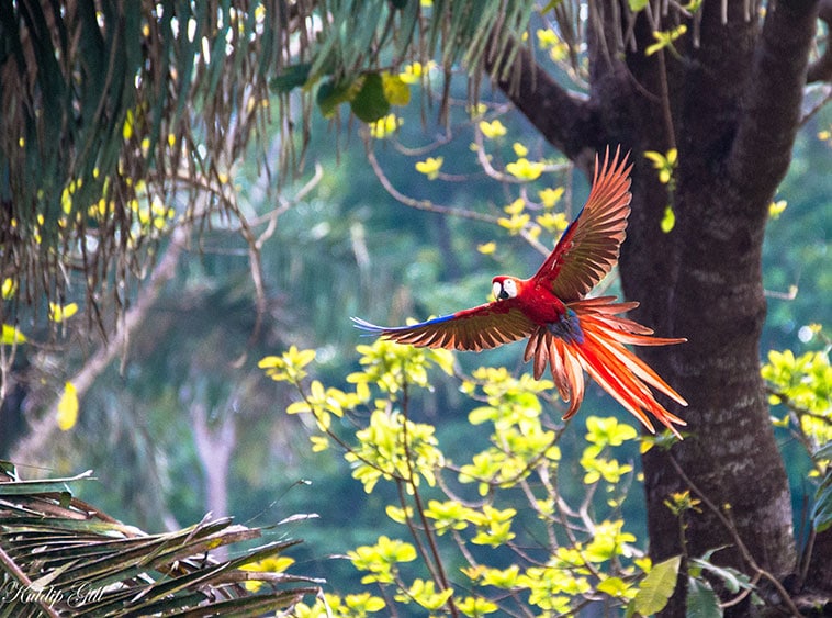 Scarlet Macaw, Costa Rica
