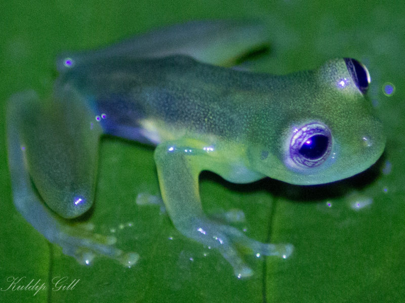 Glass Frog Costa Rica Rara Avis
